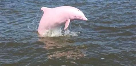 Extremely Rare Pink Dolphin Is Captured On Camera Swimming In A ...