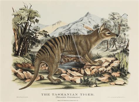 The Tasmanian Tiger. (Thylacinus cynocephalus.) - Antique Print Map Room