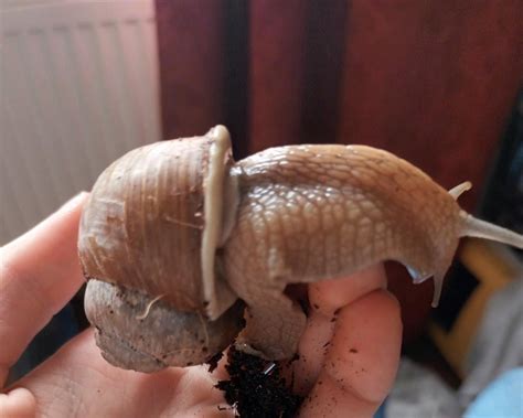roman snail   white ish shell rsnails