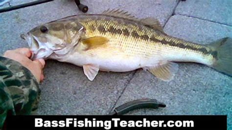 Spotted Bass Fishing - Bass Fishing Teacher