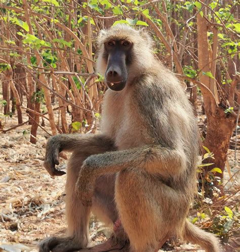 Malawi: Lilongwe – Biosphere Expeditions: blogs from the frontline of