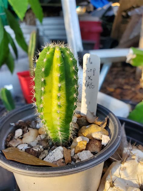 Tickle My Nipples : r/sanpedrocactus