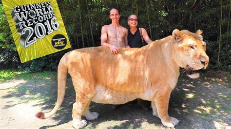 The Largest Cat In The World