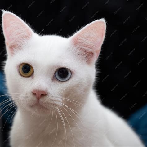 heterochromia iridum cats 6