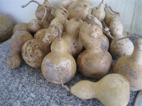 Cabacinha Para Que Serve - http://gracindatavaresdias pintora.blogspot.com/: CABACINHAS OFERECIDAS ...