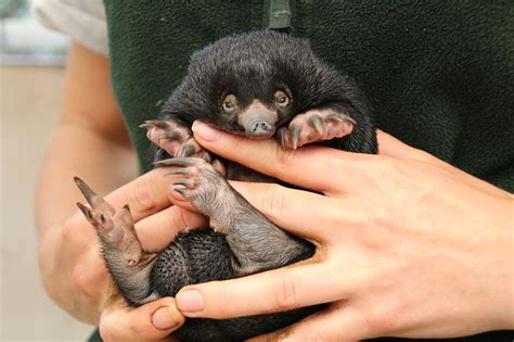 Please observe these teeny echidna puggles that've just been born ...