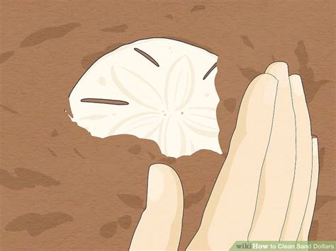 how to clean sand dollars
