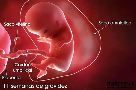 Semana 11 De Gestação
