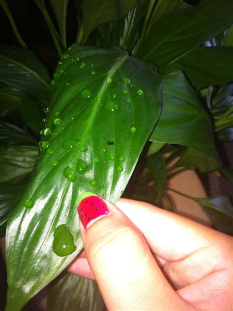 AP Biology: Biological Collection: Hydrophobic