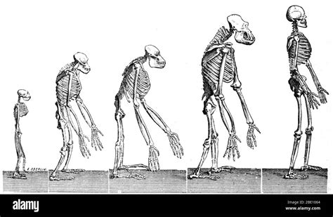 human evolution chart high resolution stock photography  images alamy