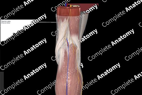 fascia lata complete anatomy