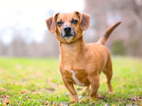 Dachshund Mixes: 46 Adorable Doxie Crossbreeds You'll Love!