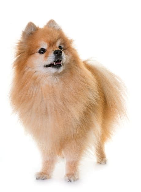 Premium Photo | Pomeranian spitz in studio
