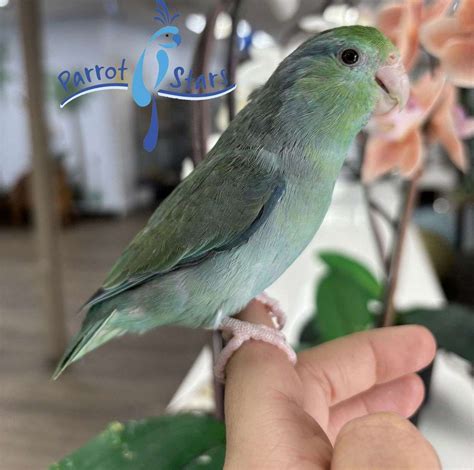 baby turquoise parrotlet   parrot stars