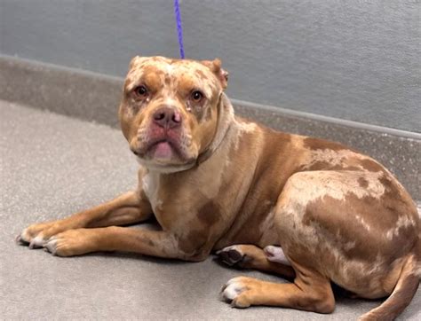Las Vegas Animal Adoption... - Las Vegas Animal Adoption