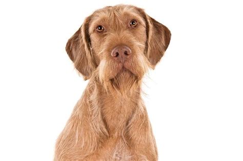 Wirehaired Vizsla Puppies For Sale
