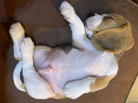 7 Dog Sleeping Positions—And What They Mean • Lemonade Insurance