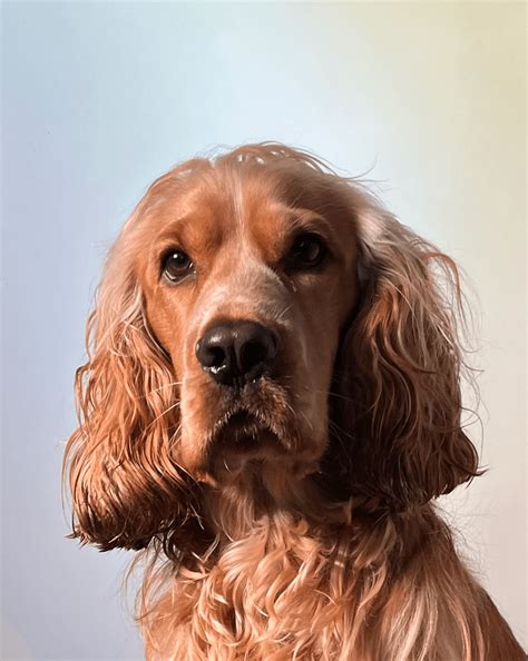 Fetch Pet Insurance 🐾