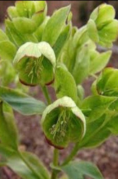 HELLEBORUS FOETIDUS - The Collectors Corner | Buy unusual perennial ...
