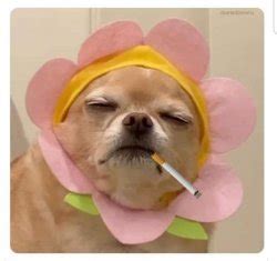 sunshine meme templates imgflip