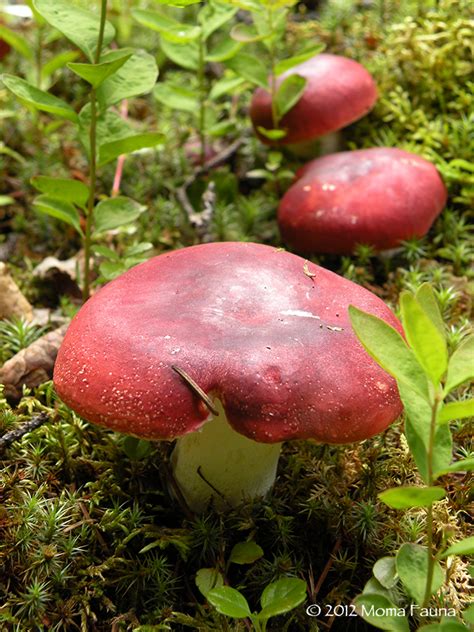 Pray to the Moon: Mycophilia: The (Wild) Hunt 2012.