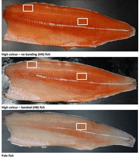 grouping  experimental fish based   flesh colour  fd