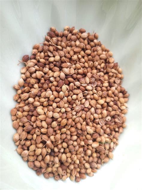 how to prune coriander 2