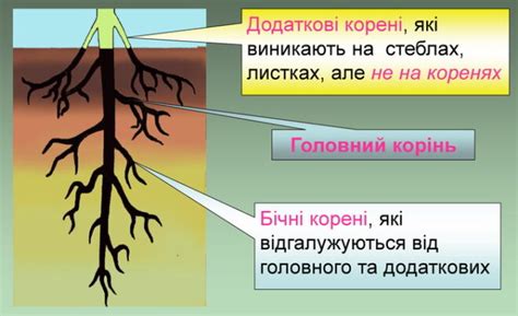 Де утворюються бічні корені? • коротко.info