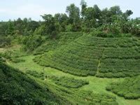 Sylhet Tours | Sylhet Tourist Spots