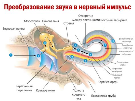 Слуховой анализатор - презентация онлайн