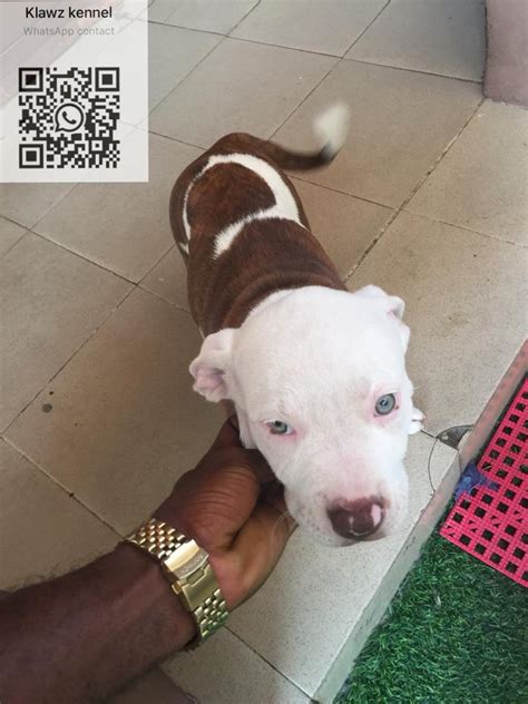 American Bully-pit Puppies Available - Pets - Nigeria