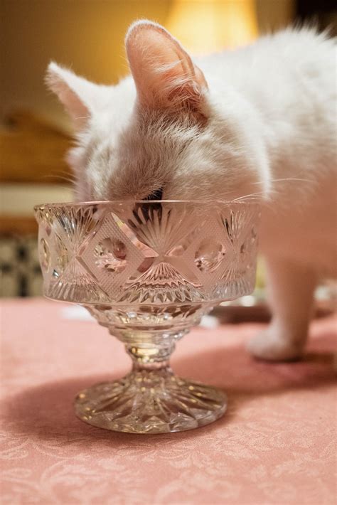 can cats eat cottage cheese 7