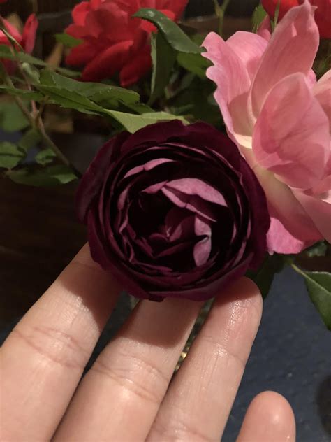 Burgundy Iceberg Floribunda Rose Burgundy Iceberg. 90cm Standard Rose