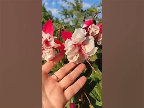 Фуксия Балерина. Советская классика - YouTube