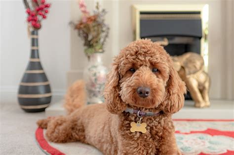 Adorable Poodle Breed Of Dog Seen Laying On A Run In A Living Room