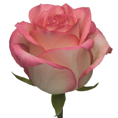 Джумилия - Одноголовые - Каталог роз - Каталог - roseline8.make.inspiro.su