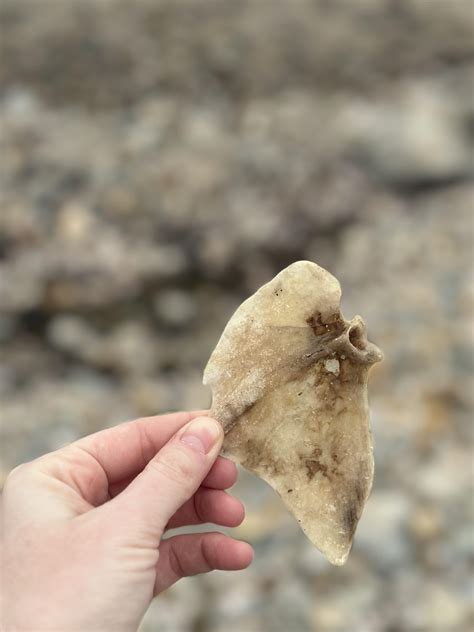 The Longest Bone In Any Species Is The - RYZE Superfoods