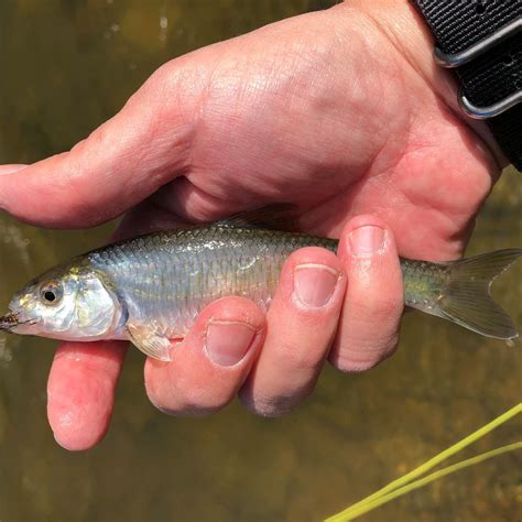 Ohio — Native Fish Coalition