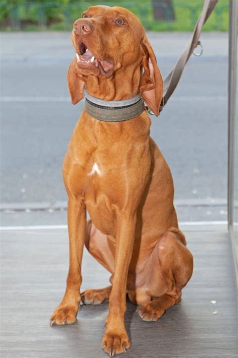 Hungarian Vizsla Colors: A Guide To Standard Vizsla Coat Colors | It's ...