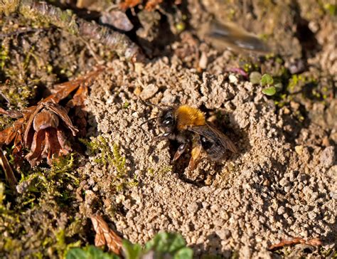 honey bee nest  ground