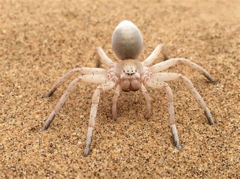 HOW TO TREAT A SPIDER BITE | Safe Pest Control