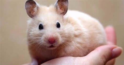 Сирийский хомяк (Golden hamster) | Мур ТВ