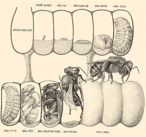Diferenca Entre Fase E Estágio Larval