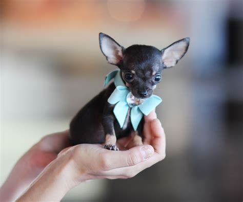 Teacup Chihuahua Rehome at Leta Tabor blog