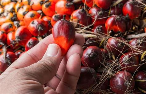 globalplanetnews tiga inovasi produk pangan berbasis sawit