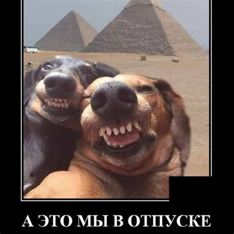 Весёлые демотиваторы дня / Приколы