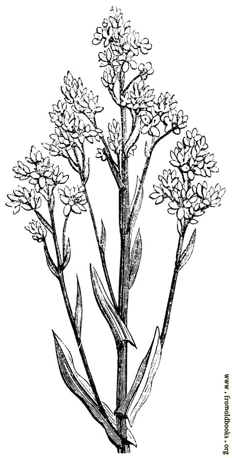 FOBO - 60.—Woad (Isatis Tinctoria)