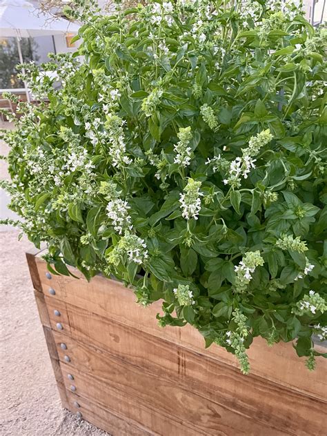 How to Harvest Herbs for Maximum Flavor - NATALIE LINDA