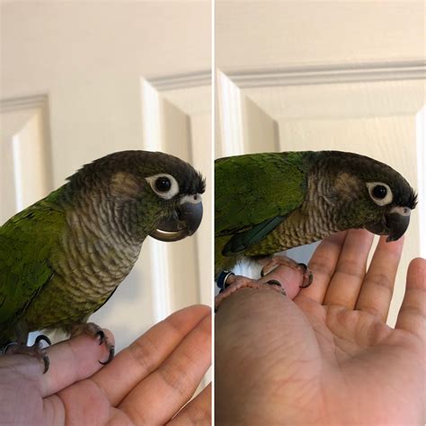 Grooming Overview - Life With Parrots