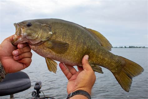 smallmouth bass species information fisheries fish smallmouth bass